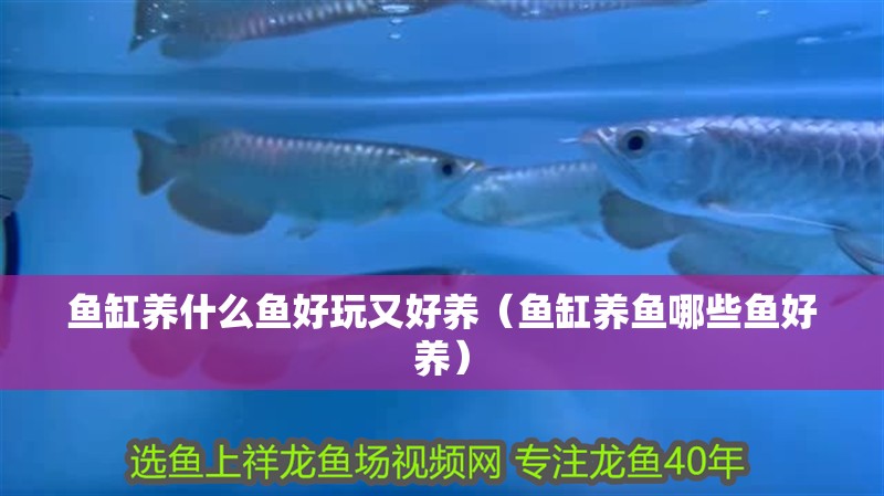 魚缸用增氧泵價格是多少:魚缸增氧機-xtrac增氧機-xtrac增氧機 魚缸養什么魚好玩又好養(魚缸養魚哪些魚好養) 觀賞魚百科 魚缸養什么魚好玩又好養(魚缸養魚哪些魚好養) 魚缸養什么魚好玩又好養(魚缸養魚哪些魚好養) 觀賞魚百科