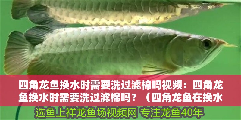 四角龍魚換水時需要洗過濾棉嗎視頻：四角龍魚換水時需要洗過濾棉嗎？（四角龍魚在換水時需要清洗過濾棉的確保水質穩定水質）