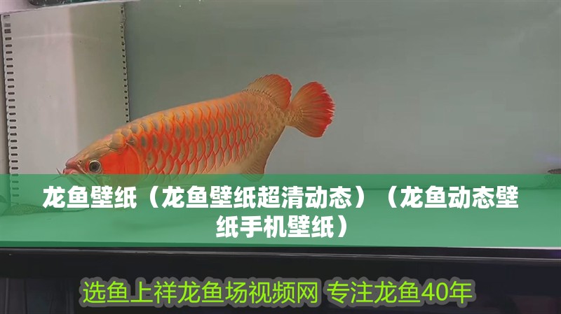 龍魚壁紙（龍魚壁紙超清動態(tài)）（龍魚動態(tài)壁紙手機(jī)壁紙）