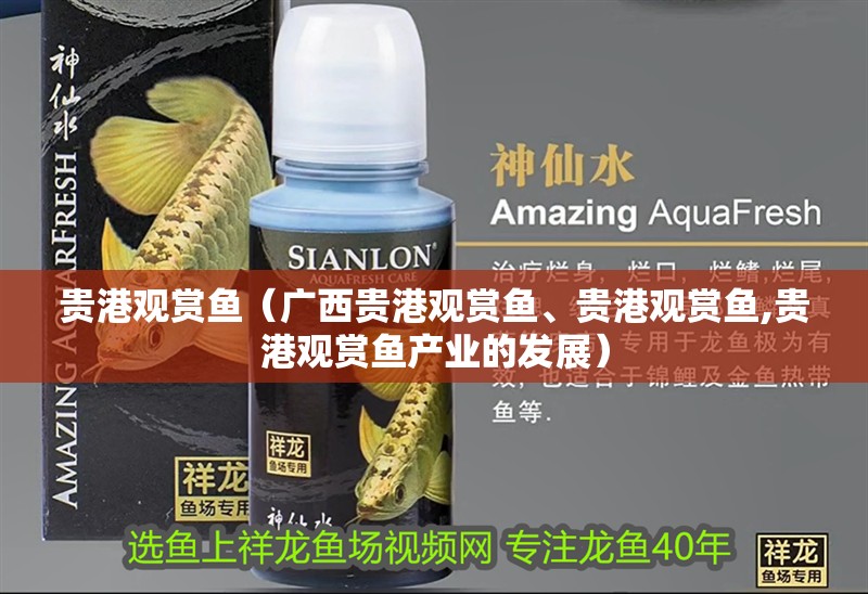 貴港觀賞魚（廣西貴港觀賞魚、貴港觀賞魚,貴港觀賞魚產業的發展）