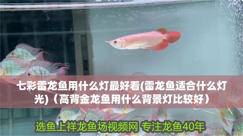 七彩雷龍魚(yú)用什么燈最好看(雷龍魚(yú)適合什么燈光)（高背金龍魚(yú)用什么背景燈比較好）
