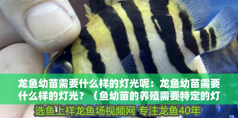 龍魚幼苗需要什么樣的燈光呢：龍魚幼苗需要什么樣的燈光？（魚幼苗的養殖需要特定的燈光條件以確保其健康成長）