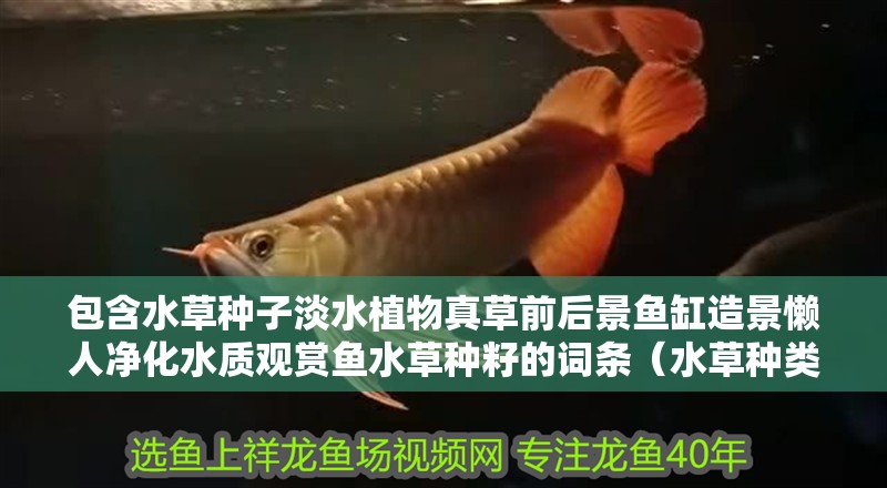 包含水草種子淡水植物真草前后景魚缸造景懶人凈化水質觀賞魚水草種籽的詞條（水草種類有哪些？）