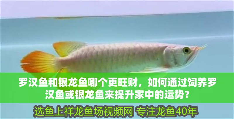 羅漢魚和銀龍魚哪個更旺財，如何通過飼養羅漢魚或銀龍魚來提升家中的運勢？
