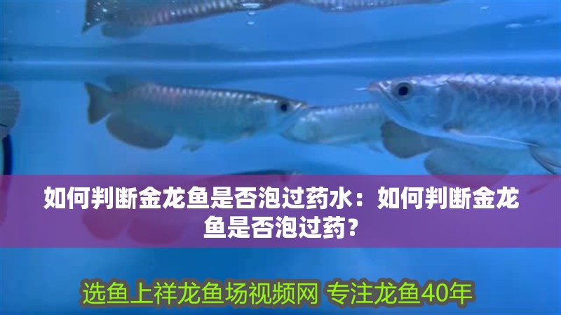 如何判斷金龍魚是否泡過藥水：如何判斷金龍魚是否泡過藥？
