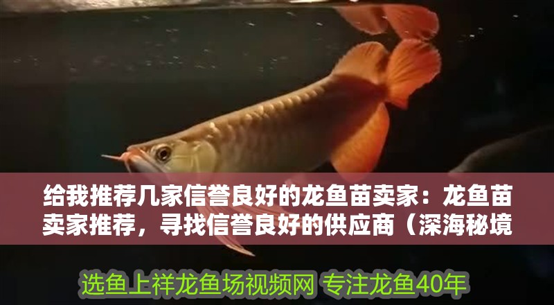 給我推薦幾家信譽(yù)良好的龍魚苗賣家：龍魚苗賣家推薦，尋找信譽(yù)良好的供應(yīng)商（深海秘境龍魚苗賣家） 給我推薦幾家信譽(yù)良好的龍魚苗賣家：龍魚苗賣家推薦，尋找信譽(yù)良好的供應(yīng)商（深海秘境龍魚苗賣家） 水族問(wèn)答