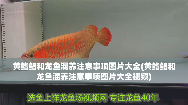 黃鰭鯧和龍魚混養注意事項圖片大全(黃鰭鯧和龍魚混養注意事項圖片大全視頻)