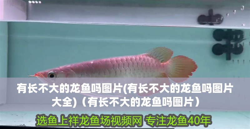 有長不大的龍魚嗎圖片(有長不大的龍魚嗎圖片大全)（有長不大的龍魚嗎圖片）