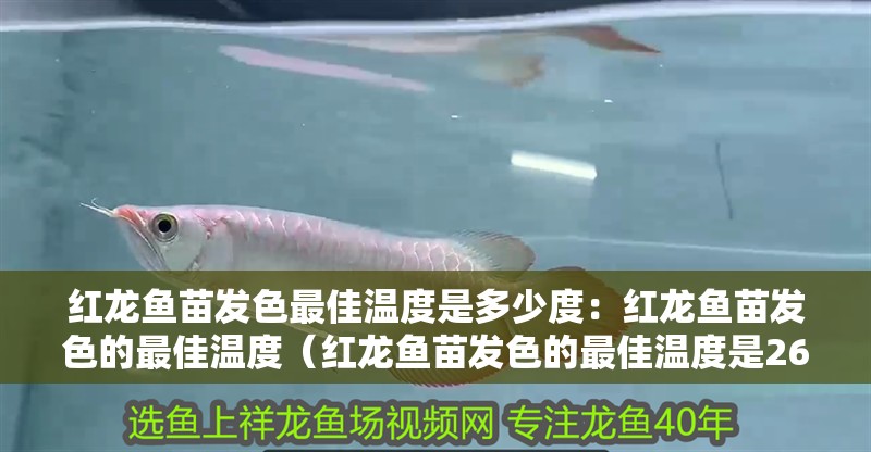 紅龍魚苗發色最佳溫度是多少度：紅龍魚苗發色的最佳溫度（紅龍魚苗發色的最佳溫度是26-28攝氏度）