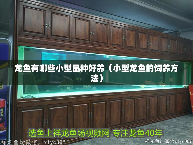 魚缸用增氧泵價格是多少:魚缸增氧機-xtrac增氧機-xtrac增氧機 龍魚有哪些小型品種好養(小型龍魚的飼養方法) 觀賞魚百科 龍魚有哪些小型品種好養(小型龍魚的飼養方法) 龍魚有哪些小型品種好養(小型龍魚的飼養方法) 觀賞魚百科