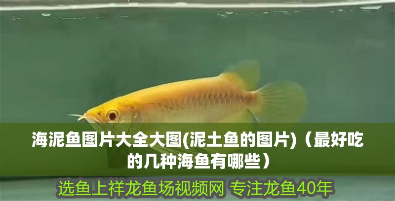 我的虎魚真菌感染了要怎么處理 海泥魚圖片大全大圖(泥土魚的圖片)(最好吃的幾種海魚有哪些) 觀賞魚百科 海泥魚圖片大全大圖(泥土魚的圖片)(最好吃的幾種海魚有哪些) 海泥魚圖片大全大圖(泥土魚的圖片)(最好吃的幾種海魚有哪些) 觀賞魚百科