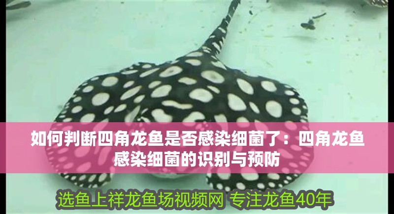 如何判斷四角龍魚是否感染細菌了：四角龍魚感染細菌的識別與預防