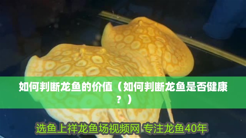如何判斷龍魚的價(jià)值（如何判斷龍魚是否健康？）