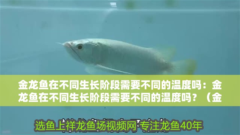 金龍魚在不同生長階段需要不同的溫度嗎：金龍魚在不同生長階段需要不同的溫度嗎？（金龍魚在不同生長階段對水溫的要求）