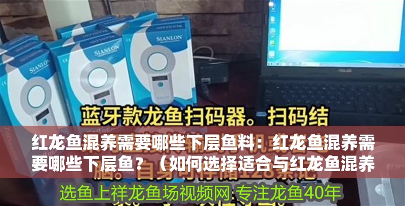 紅龍魚混養需要哪些下層魚料：紅龍魚混養需要哪些下層魚？（如何選擇適合與紅龍魚混養的下層魚）