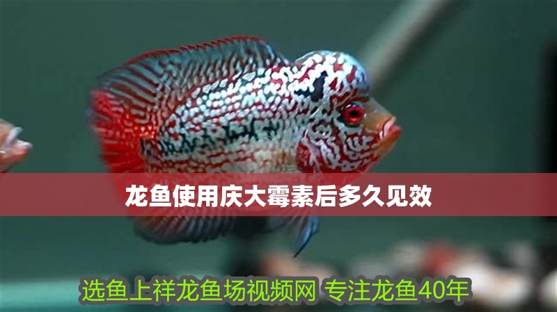 龍魚使用慶大霉素后多久見效