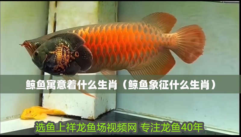 鯨魚寓意著什么生肖（鯨魚象征什么生肖）