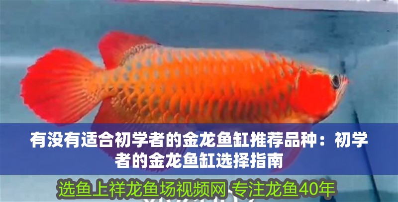 有沒有適合初學(xué)者的金龍魚缸推薦品種：初學(xué)者的金龍魚缸選擇指南