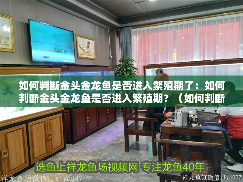 如何判斷金頭金龍魚是否進入繁殖期了：如何判斷金頭金龍魚是否進入繁殖期？（如何判斷金頭金龍魚是否已經進入繁殖期）