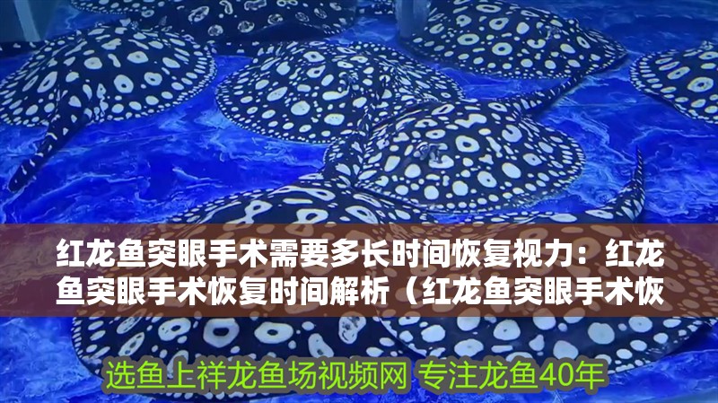 紅龍魚突眼手術需要多長時間恢復視力：紅龍魚突眼手術恢復時間解析（紅龍魚突眼手術恢復時間解析：紅龍魚突眼手術恢復時間）