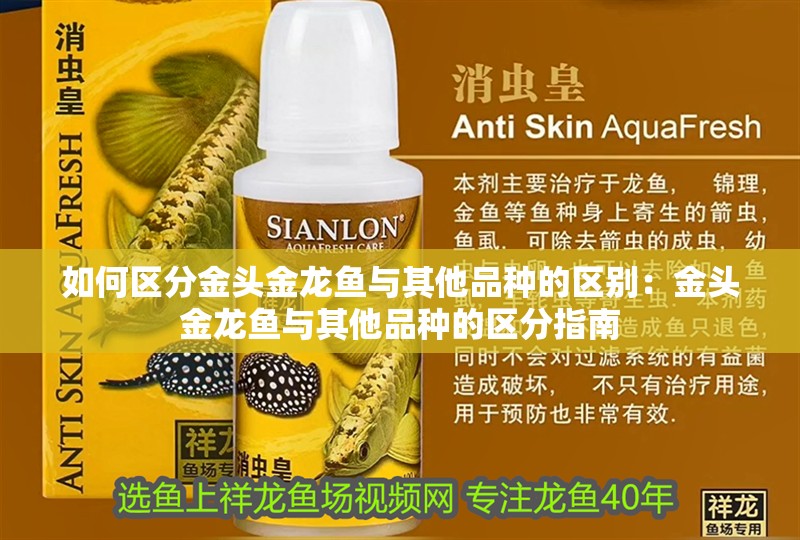 如何區(qū)分金頭金龍魚與其他品種的區(qū)別：金頭金龍魚與其他品種的區(qū)分指南 如何區(qū)分金頭金龍魚與其他品種的區(qū)別：金頭金龍魚與其他品種的區(qū)分指南 水族問答