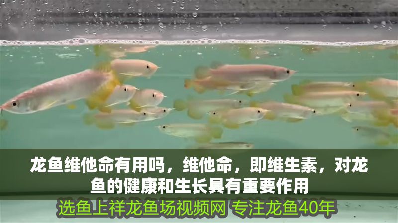 龍魚維他命有用嗎，維他命，即維生素，對龍魚的健康和生長具有重要作用