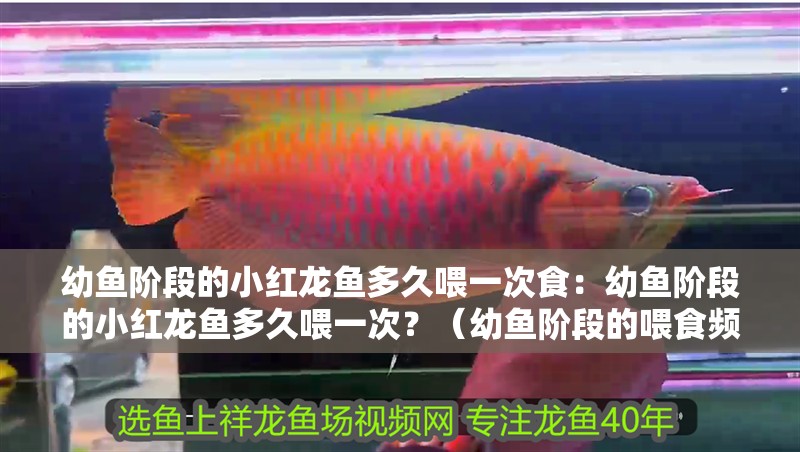 幼魚階段的小紅龍魚多久喂一次食：幼魚階段的小紅龍魚多久喂一次？（幼魚階段的喂食頻率）