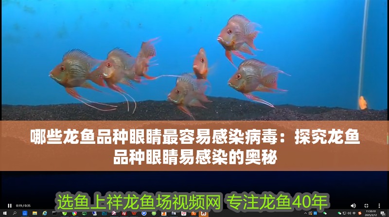 哪些龍魚(yú)品種眼睛最容易感染病毒：探究龍魚(yú)品種眼睛易感染的奧秘