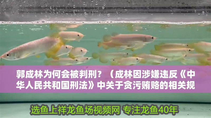 郭成林為何會(huì)被判刑？（成林因涉嫌違反《中華人民<strong><mark>共和</mark></strong>國(guó)刑法》中關(guān)于貪污賄賂的相關(guān)規(guī)定）