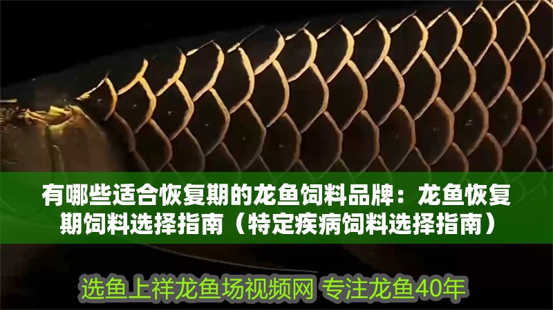 有哪些適合恢復(fù)期的龍魚飼料品牌：龍魚恢復(fù)期飼料選擇指南（特定疾病飼料選擇指南）