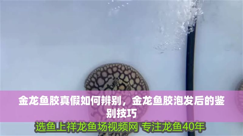 金龍魚膠真假如何辨別，金龍魚膠泡發(fā)后的鑒別技巧