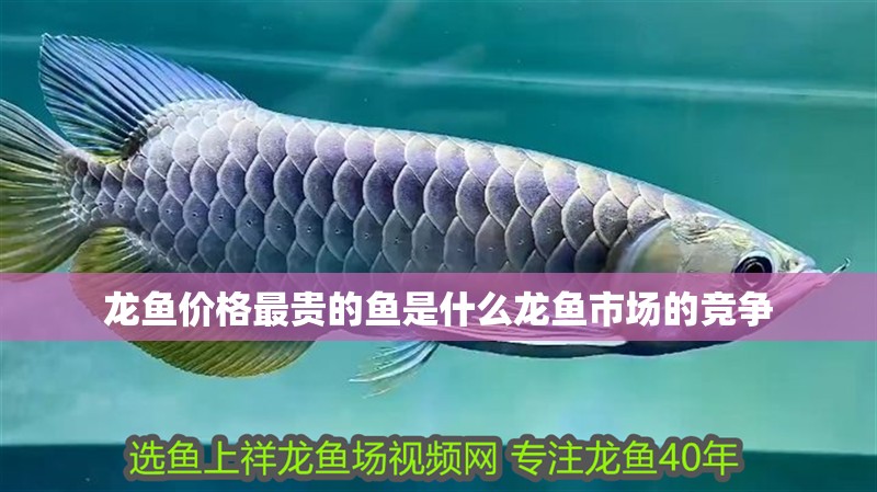 龍魚價格最貴的魚是什么龍魚市場的競爭
