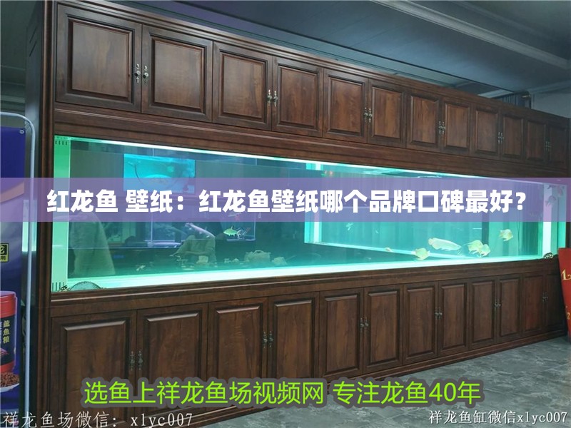 紅龍魚 壁紙：紅龍魚壁紙哪個品牌口碑最好？