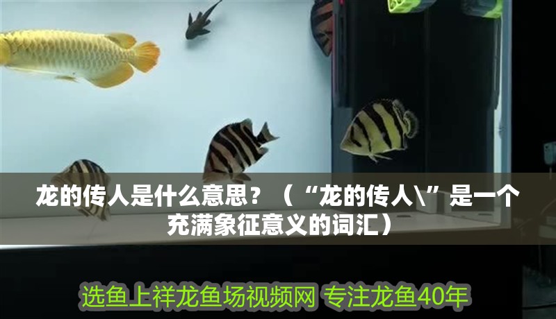 紅龍魚(yú)用黃燈烤有用嗎 龍的傳人是什么意思?(“龍的傳人\”是一個(gè)充滿(mǎn)象征意義的詞匯) 龍魚(yú)百科 龍的傳人是什么意思?(“龍的傳人\”是一個(gè)充滿(mǎn)象征意義的詞匯) 龍的傳人是什么意思?(“龍的傳人\”是一個(gè)充滿(mǎn)象征意義的詞匯) 龍魚(yú)百科