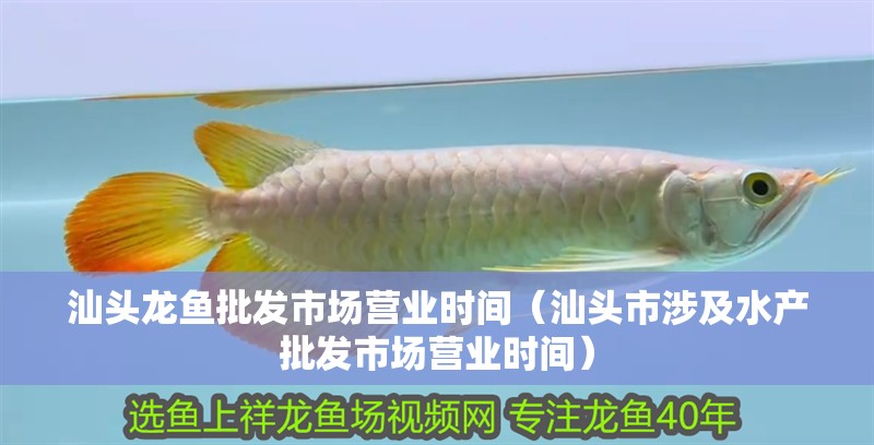 汕頭龍魚批發市場營業時間（汕頭市涉及水產批發市場營業時間）
