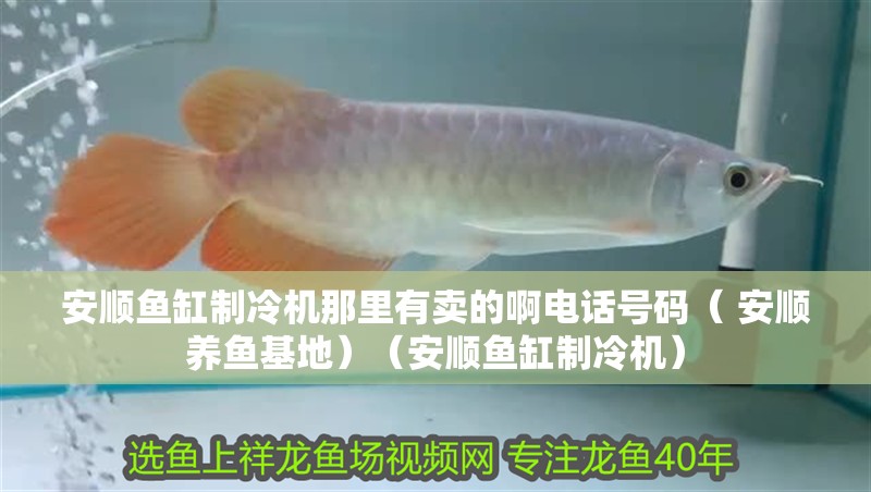 安順魚缸制冷機那里有賣的啊電話號碼（ 安順養魚基地）（安順魚缸制冷機）