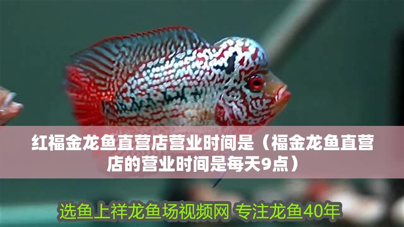 給大魚缸換水的作文:體驗給大魚缸換水的樂趣:體驗給大魚缸換水:給大魚缸換水的作文 紅福金龍魚直營店營業時間是(福金龍魚直營店的營業時間是每天9點) 龍魚百科 紅福金龍魚直營店營業時間是(福金龍魚直營店的營業時間是每天9點) 紅福金龍魚直營店營業時間是(福金龍魚直營店的營業時間是每天9點) 龍魚百科