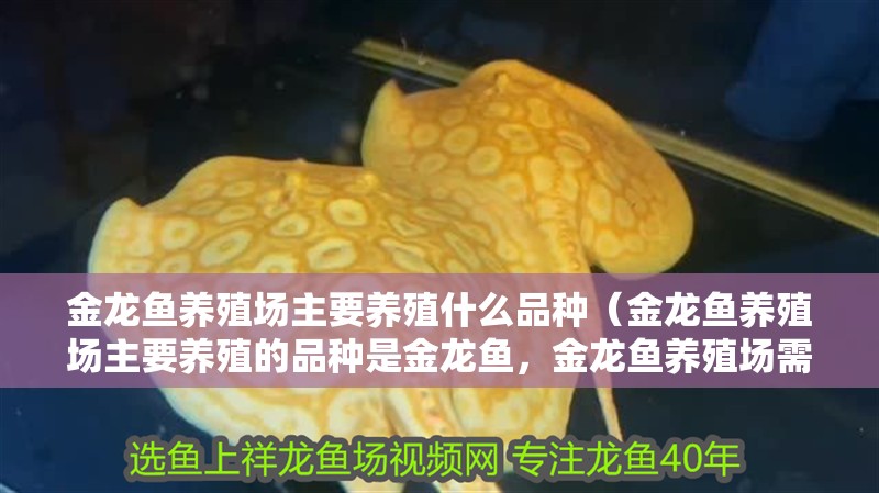 金龍魚養(yǎng)殖場(chǎng)主要養(yǎng)殖什么品種（金龍魚養(yǎng)殖場(chǎng)主要養(yǎng)殖的品種是金龍魚，金龍魚養(yǎng)殖場(chǎng)需求）