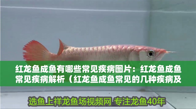 紅龍魚成魚有哪些常見疾病圖片：紅龍魚成魚常見疾病解析（紅龍魚成魚常見的幾種疾病及其防治方法）