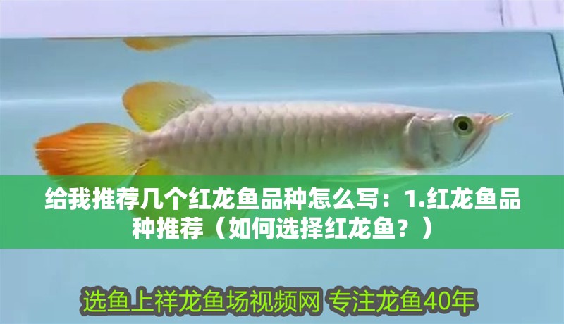 給我推薦幾個紅龍魚品種怎么寫：1.紅龍魚品種推薦（如何選擇紅龍魚？）