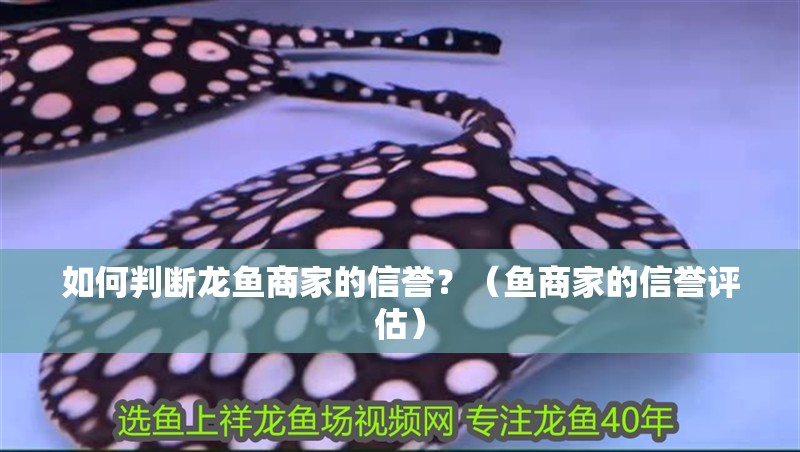 如何判斷龍魚商家的信譽？（魚商家的信譽評估）
