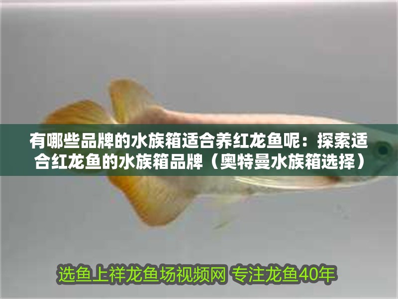 有哪些品牌的水族箱適合養紅龍魚呢：探索適合紅龍魚的水族箱品牌（奧特曼水族箱選擇）