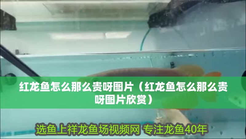 紅龍魚怎么那么貴呀圖片（紅龍魚怎么那么貴呀圖片欣賞）