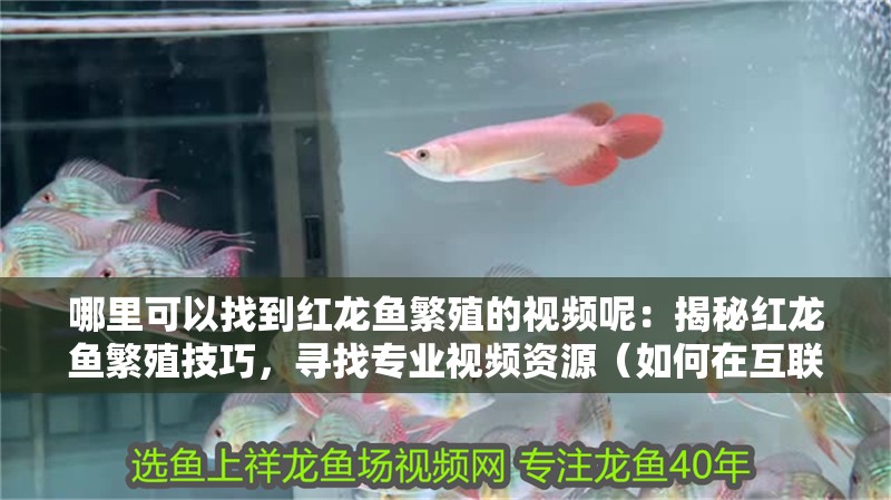 哪里可以找到紅龍魚繁殖的視頻呢：揭秘紅龍魚繁殖技巧，尋找專業(yè)視頻資源（如何在互聯(lián)網(wǎng)上找到關(guān)于紅龍魚繁殖的專業(yè)視頻資源）