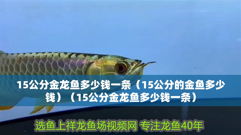 15公分金龍魚多少錢一條（15公分的金魚多少錢）（15公分金龍魚多少錢一條）