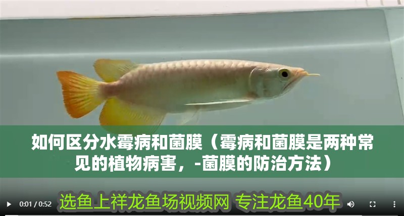如何區分水霉病和菌膜(霉病和菌膜是兩種常見的植物病害,-菌膜的防治方法)