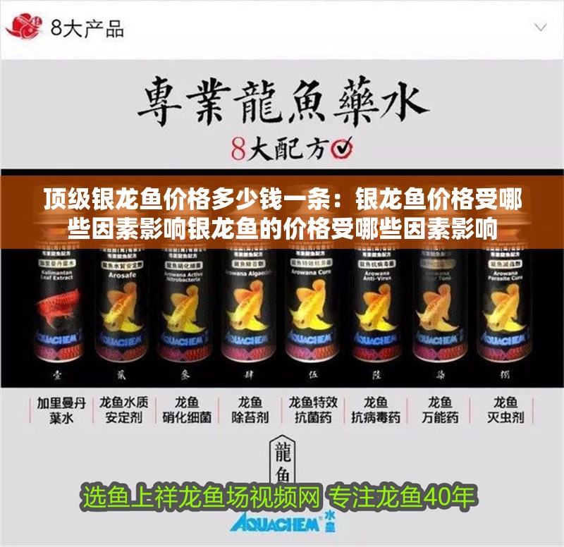 頂級銀龍魚價格多少錢一條：銀龍魚價格受哪些因素影響銀龍魚的價格受哪些因素影響