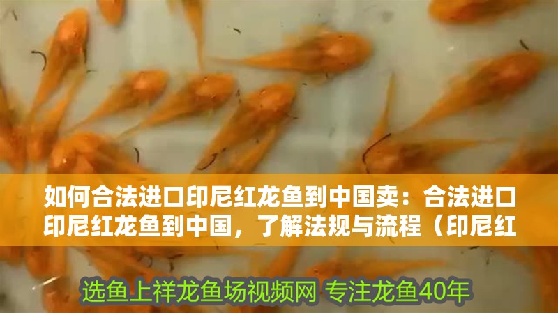 如何合法進口印尼紅龍魚到中國賣：合法進口印尼紅龍魚到中國，了解法規與流程（印尼紅龍魚合法進口印尼紅龍魚合法進口到中國市場）