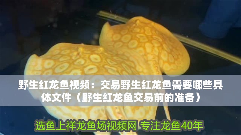 野生紅龍魚視頻：交易野生紅龍魚需要哪些具體文件（野生紅龍魚交易前的準備）