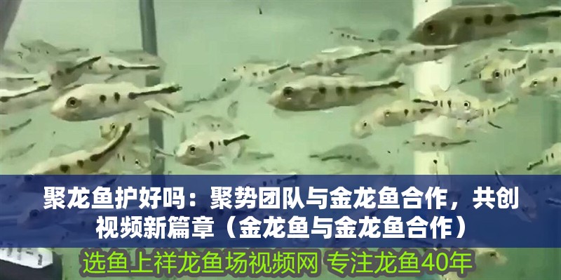 聚龍魚護好嗎：聚勢團隊與金龍魚合作，共創視頻新篇章（金龍魚與金龍魚合作） 聚龍魚護好嗎：聚勢團隊與金龍魚合作，共創視頻新篇章（金龍魚與金龍魚合作） 水族問答